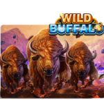 Wild Buffalo